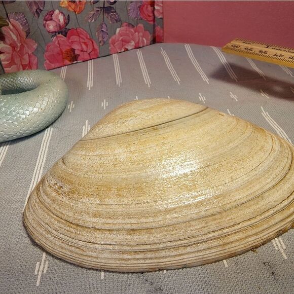 DECOUPAGE CLAM SHELL DECOUPAGE PINK ROSES 🌹 ON A CLAM SHELL TRINKET DISH - Picture 10 of 10